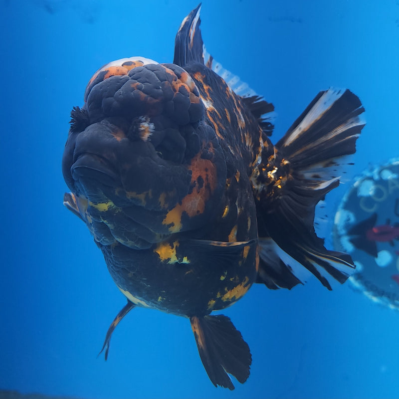 Thai Jumbo Black Tiger Orchid Tail Oranda by NK THAILAND 5.00 inch Body (NKT-FEB-372)
