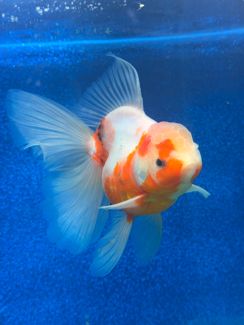 Thai Oranda Red & White Sakura 4in Female (FEB-468)BLUETUBA