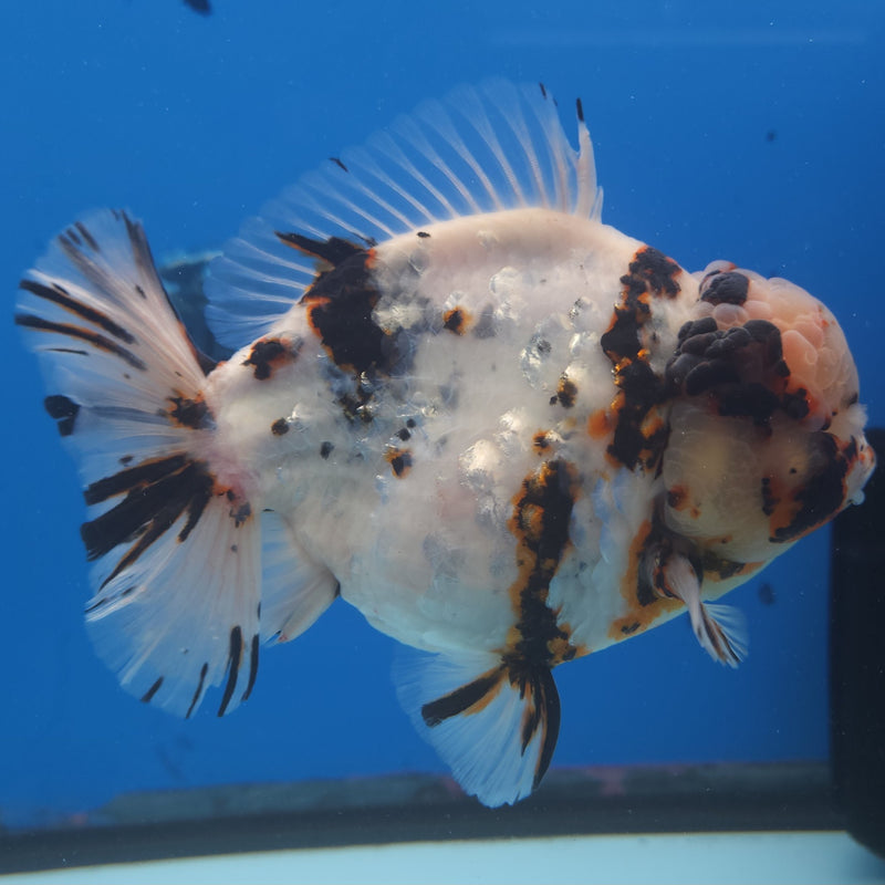 Thai Jumbo White Tiger Orchid Tail Oranda by NK THAILAND 5.00 inch Body (NKT-FEB-368)