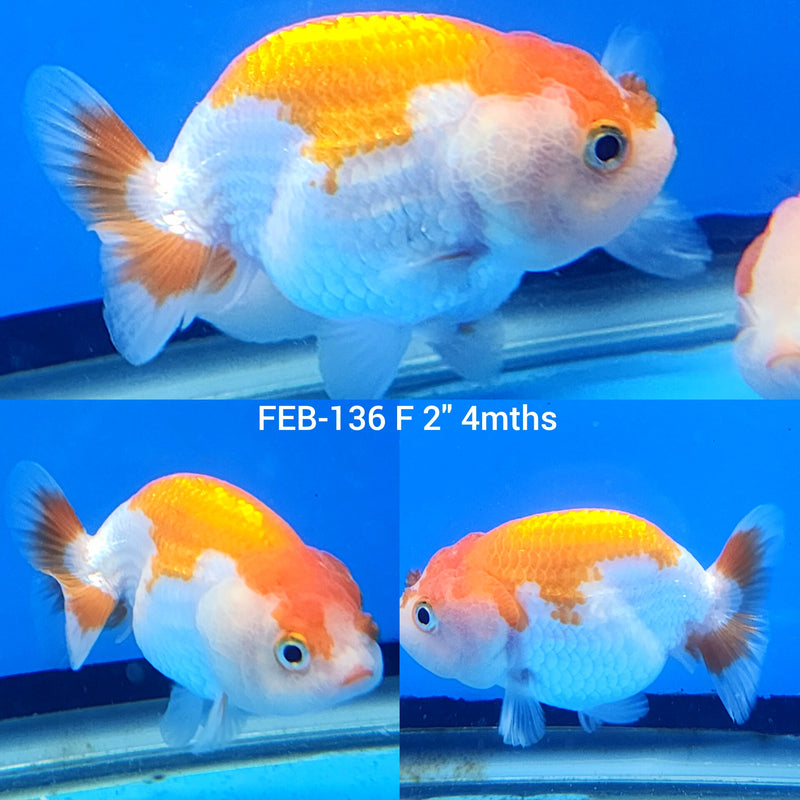 Red & White Ranchu 2” Body Female (FEB-136)R3B03