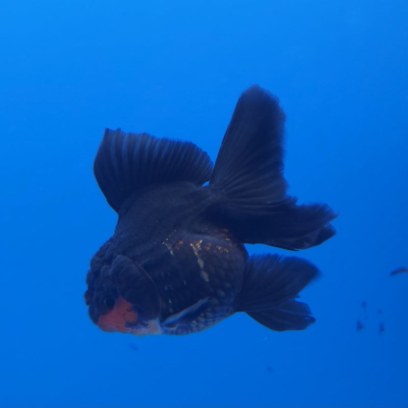 Thai Oranda Apache 2.5” Female (FEB-248)R3B04