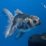 Thai Oranda Tri-Color 3.00" Body Male (FEB-795)R1B03
