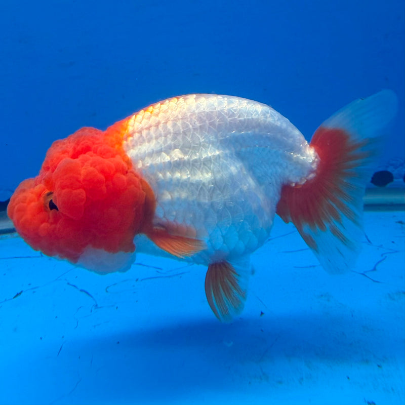 Thai Red & White Ranchu 3.5” Body Female(FEB-408) BLUETUBD