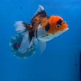 Thai Oranda Tri-Color 3.5” Female(FEB-707)R1A07