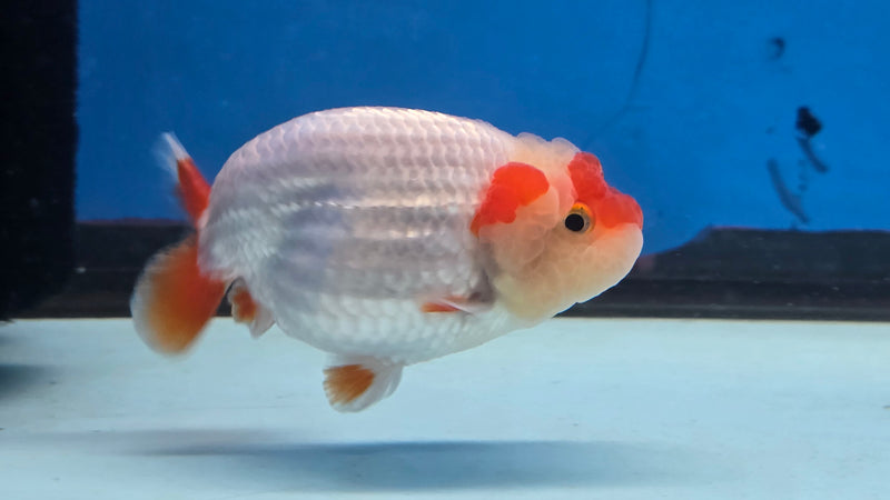 Thai Red/White Lionchu Ranchu 2.75 inch Body Male (NNN-2082)R4C07