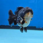 Thai Oranda Kirin Shogun Farm 3.5" Body Female 8mths(FEB-554)R3A02
