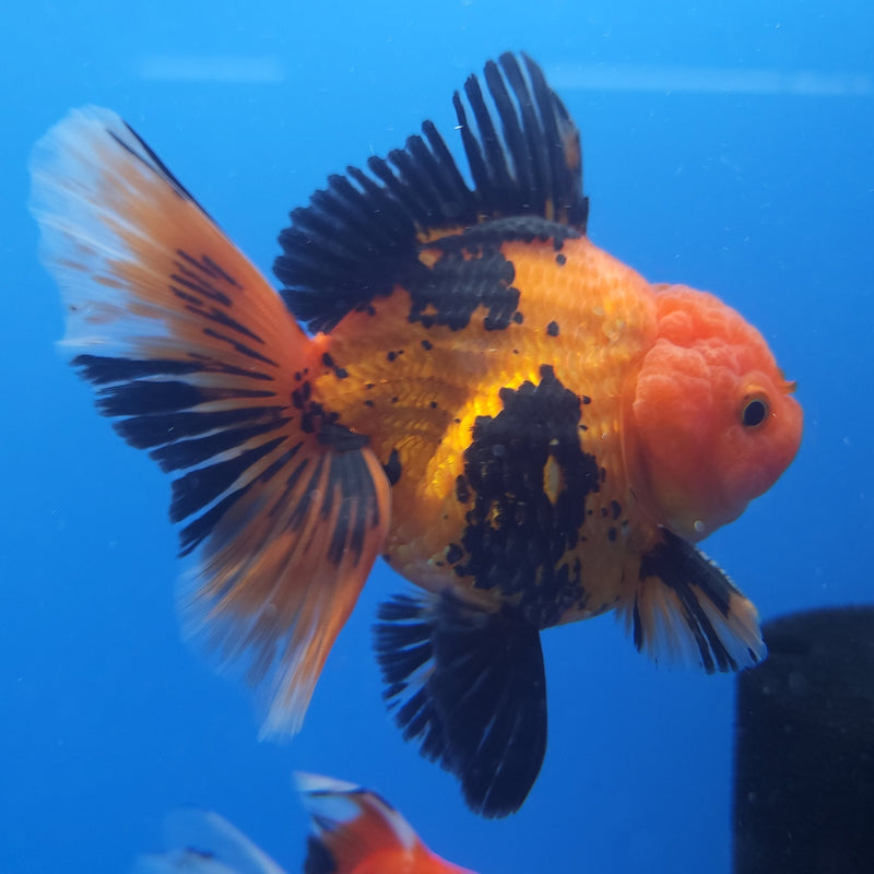 Thai Tri-Color 3in Male (FEB-208)R3A05