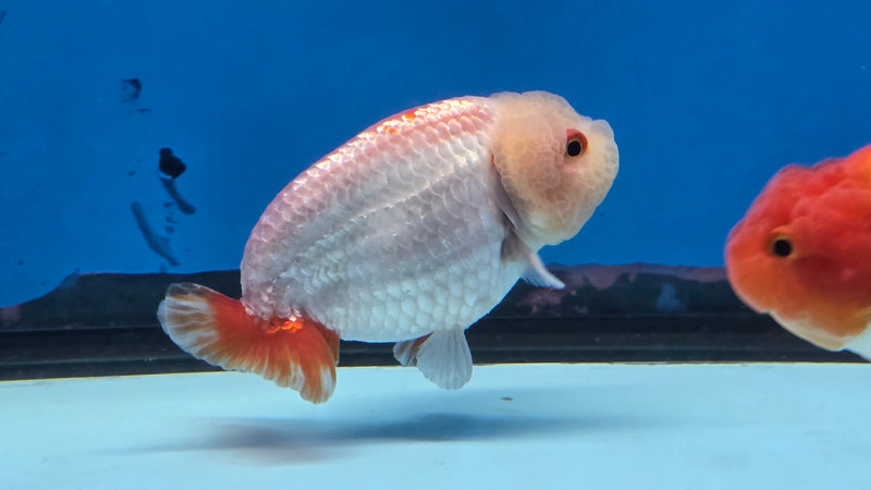 Thai Red/White Lionchu Ranchu 2.75 inch Body Male (NNN-2086)R4C08
