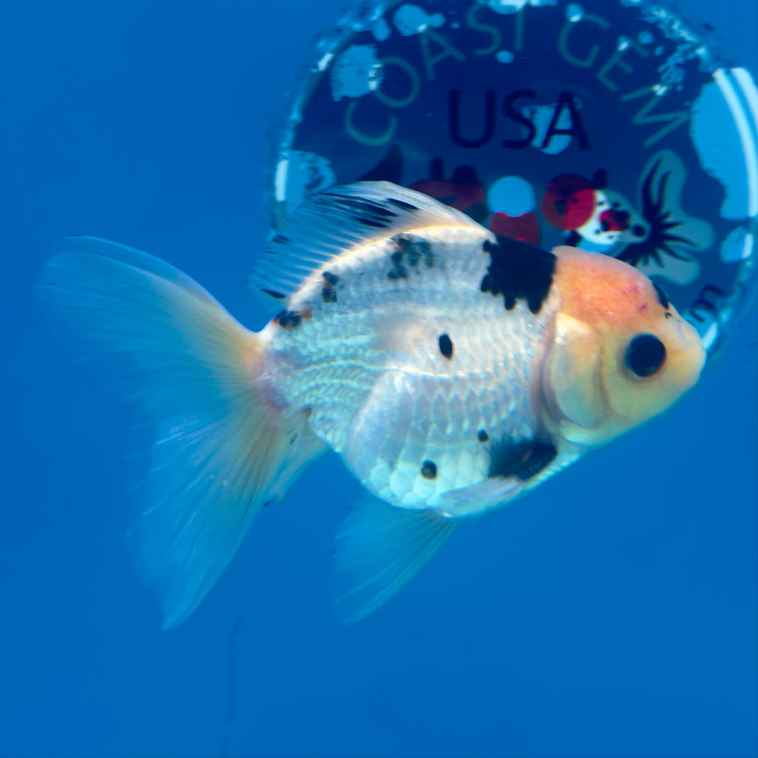 Thai Oranda Panda 3.0” Male(FEB-628)R1A09