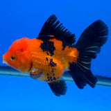 Thai Oranda Apache 3.00 inch Body Female(FEB-842)R2B07