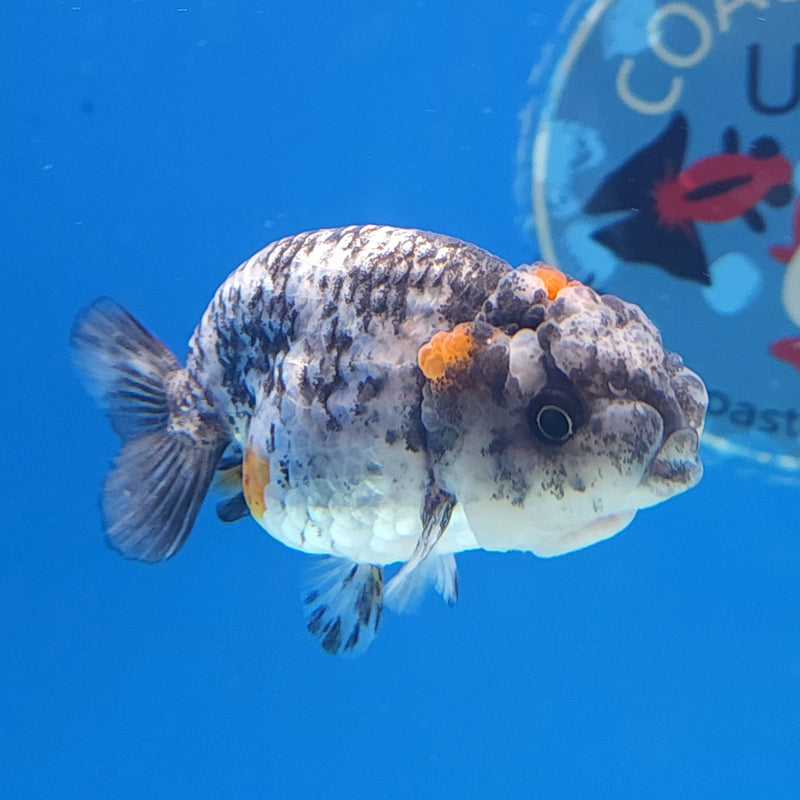 Thai Ranchu Granite 2in Female (FEB-334)R3B16