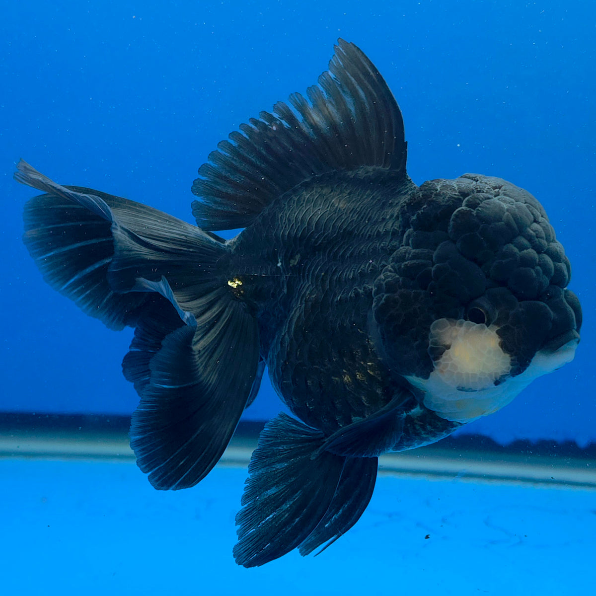 Thai Oranda Super Black 3.5" Body Female (FEB-852)R2A06