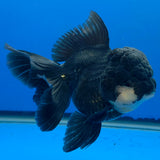 Thai Oranda Super Black 3.5" Body Female (FEB-852)R2A06