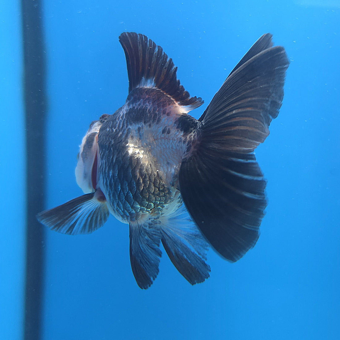 Thai Lemonhead Panda 2.5” Male(FEB-667)R3B03