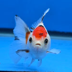 Thai Oranda Red Cap Tri Color 2.50" Body Female (FEB-745)R2B01