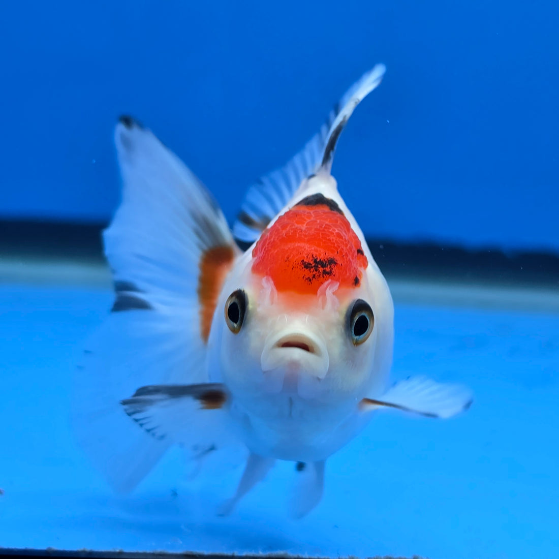 Thai Oranda Red Cap Tri Color 2.50" Body Female (FEB-745)R2B01