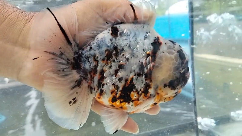 Thai Jumbo Calico Orchid Tail Oranda by NK THAILAND 5.00 inch Body (NKT-JO2024)