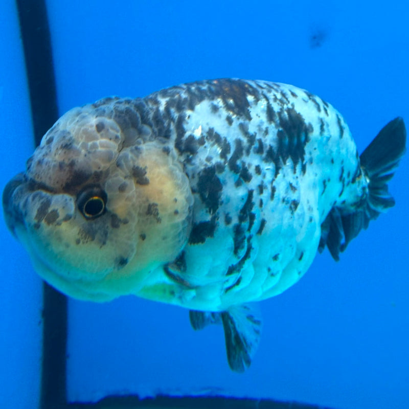 Thai Ranchu Granite Body 3.5in Female (FEB-451)BLUETUBA