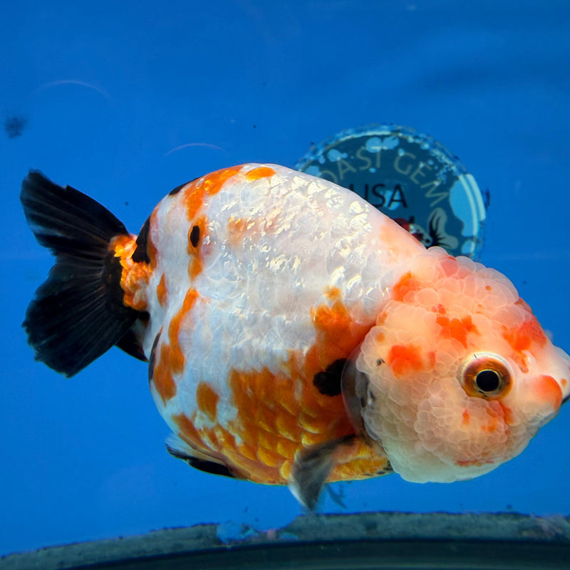 Chinese Ranchu Tri-Color Sakura 4in Male (FEB-284)BLUETUBC