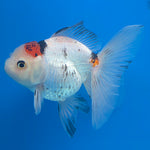 Thai Oranda Tri-Color 3.5” Male(FEB-636)R3B15
