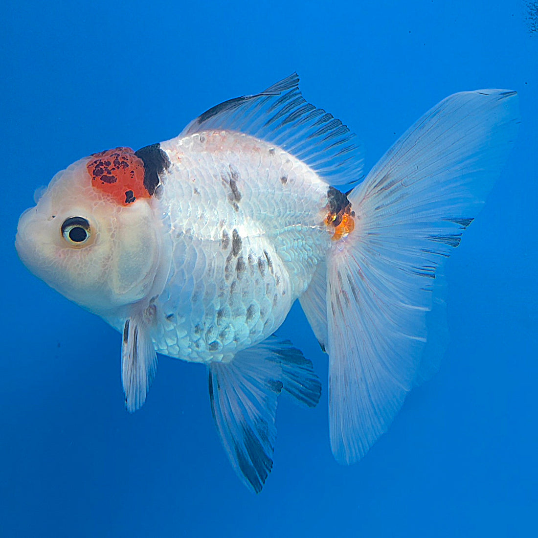 Thai Oranda Tri-Color 3.5” Male(FEB-636)R3B15