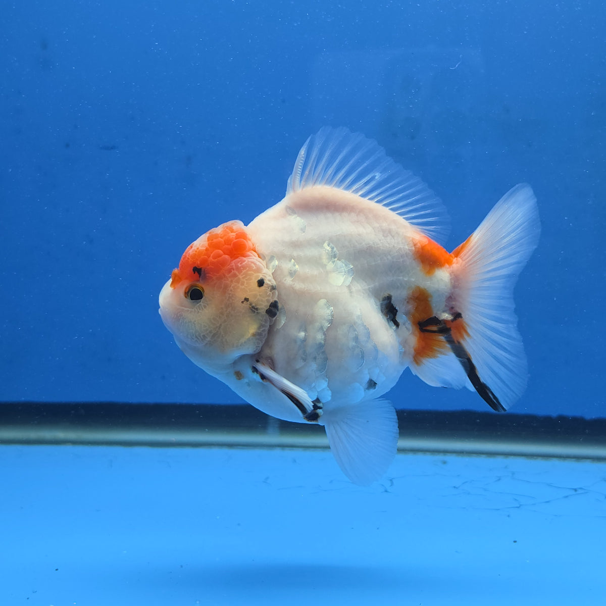 Thai Oranda Red Cap Tri color Sakuda Godzilla 4 inch Body male (G-FEB-114)BlueTubB