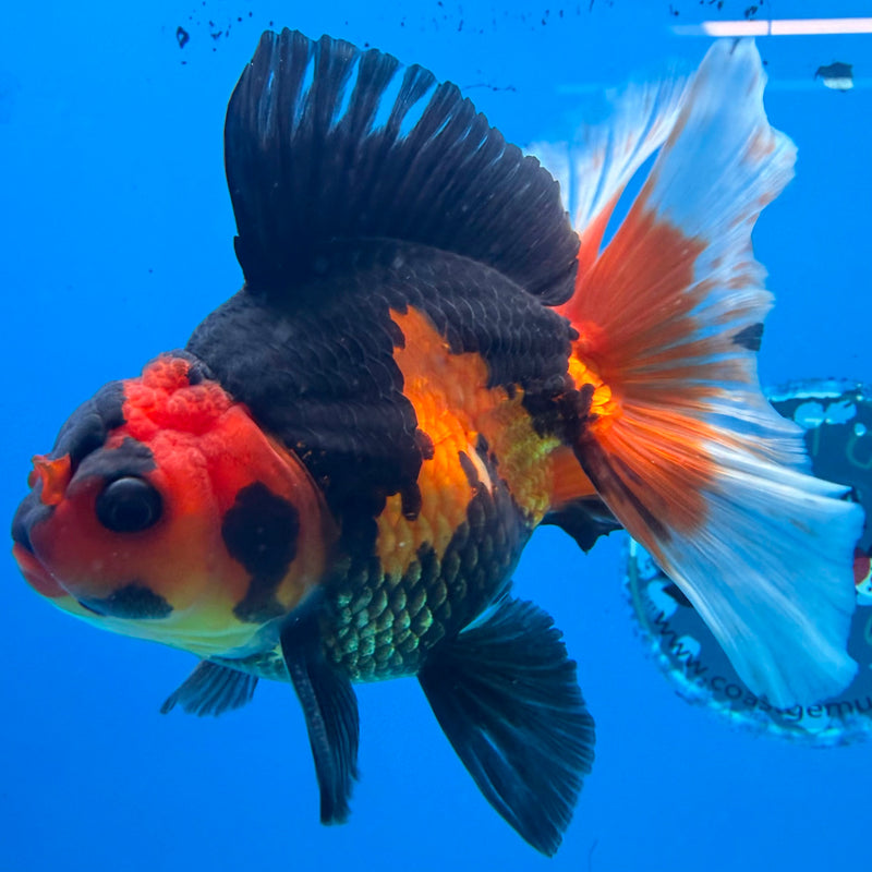 Thai Oranda Apache Butterfly Tail 3.5" Male(FEB-429)R2B02