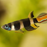 Live Tropical Freshwater Clown Killifish / Rocket Killifish (Epiplatys annulatus)