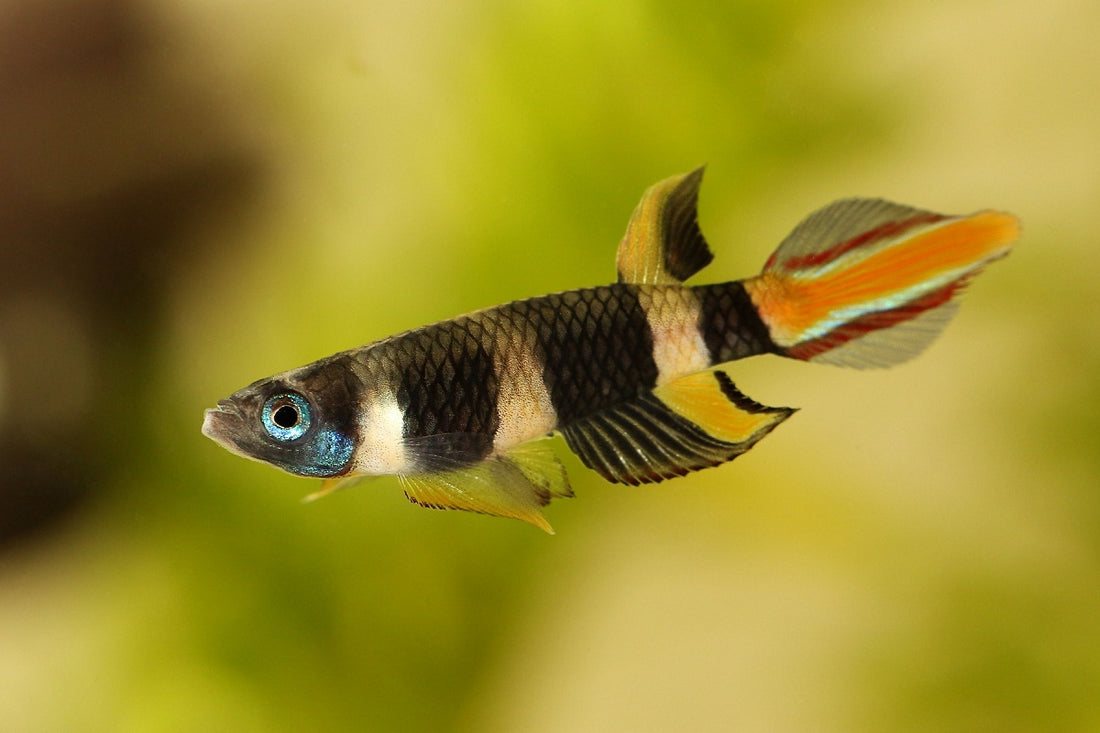 Live Tropical Freshwater Clown Killifish / Rocket Killifish (Epiplatys annulatus)