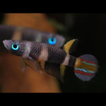 Live Tropical Freshwater Clown Killifish / Rocket Killifish (Epiplatys annulatus)