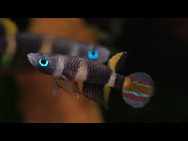 Live Tropical Freshwater Clown Killifish / Rocket Killifish (Epiplatys annulatus)