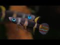Live Tropical Freshwater Clown Killifish / Rocket Killifish (Epiplatys annulatus)