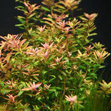 ROTALA CEYLON (ROTALA CEYLON)