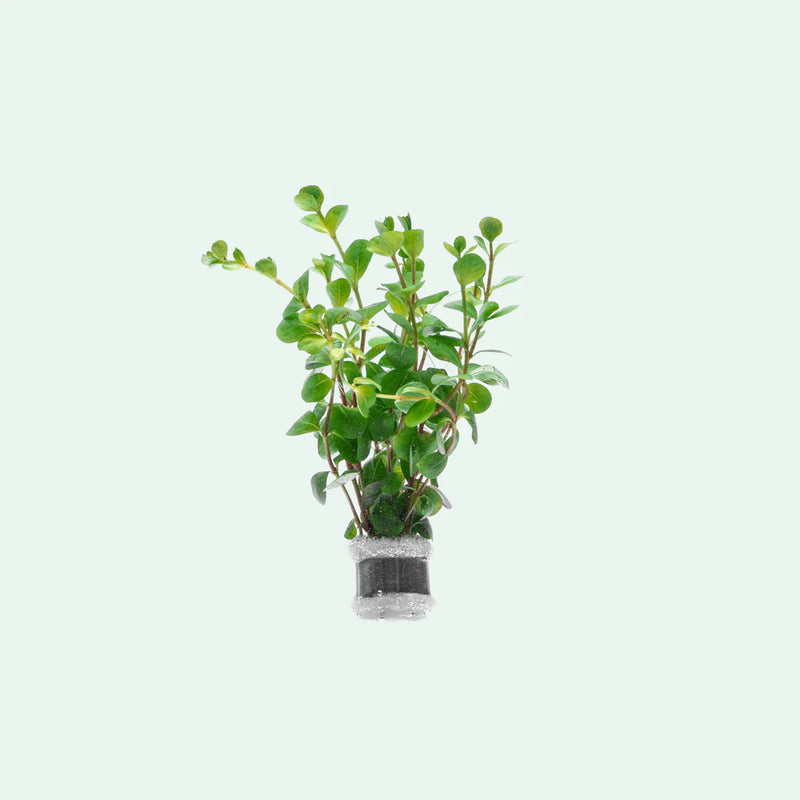 ROTALA CEYLON (ROTALA CEYLON)