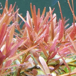 ROTALA CEYLON (ROTALA CEYLON)