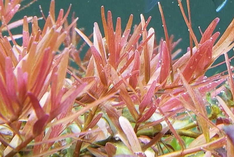 ROTALA CEYLON (ROTALA CEYLON)