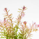 ROTALA FUJIAN (ROTALA FUJIAN)