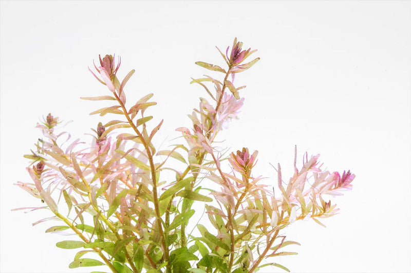 ROTALA FUJIAN (ROTALA FUJIAN)