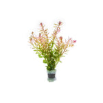 ROTALA FUJIAN (ROTALA FUJIAN)