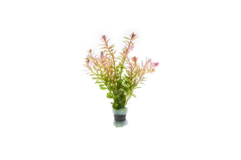 ROTALA FUJIAN (ROTALA FUJIAN)
