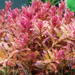 ROTALA FUJIAN (ROTALA FUJIAN)