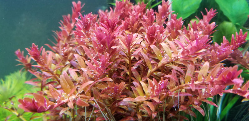 ROTALA FUJIAN (ROTALA FUJIAN)