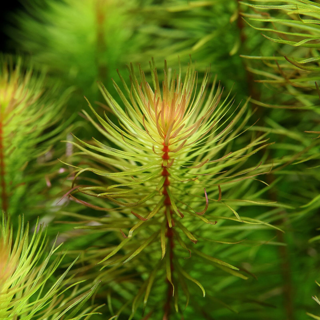 ROTALA MEXICANA BANGLADESH (ROTALA MEXICANA BANGLADESH)