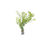 ROTALA MEXICANA BANGLADESH (ROTALA MEXICANA BANGLADESH)