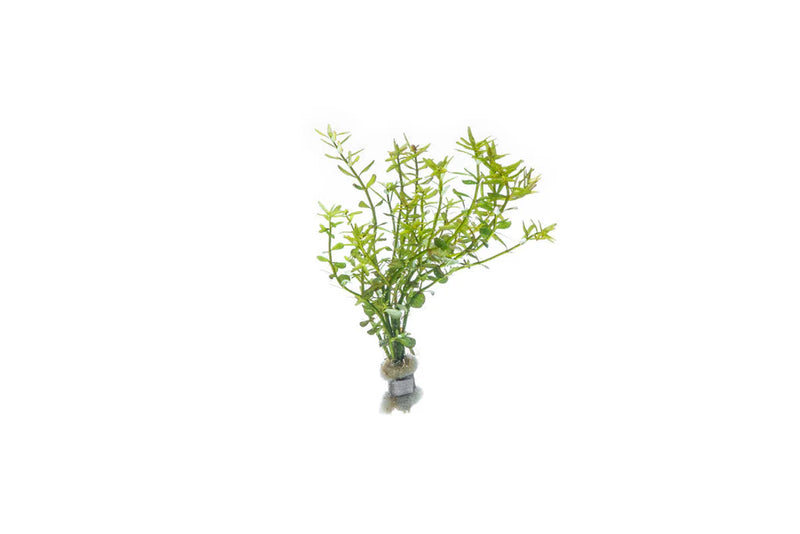 ROTALA MEXICANA BANGLADESH (ROTALA MEXICANA BANGLADESH)