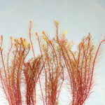 ROTALA MEXICANA BANGLADESH (ROTALA MEXICANA BANGLADESH)