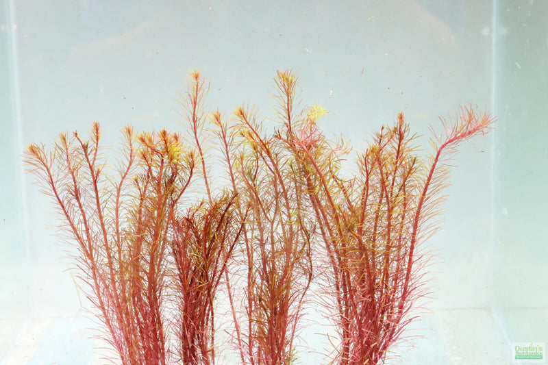 ROTALA MEXICANA BANGLADESH (ROTALA MEXICANA BANGLADESH)