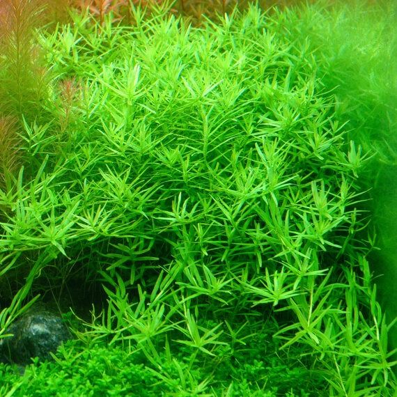 ROTALA SP. GREEN (ROTALA SP. GREEN)