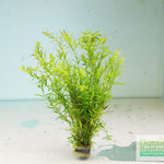 ROTALA SP. GREEN (ROTALA SP. GREEN)