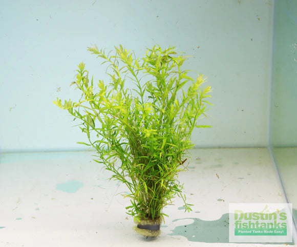 ROTALA SP. GREEN (ROTALA SP. GREEN)